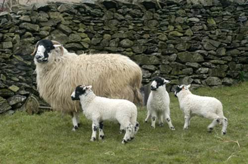 Farm Images